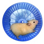 Ficha técnica e caractérísticas do produto Roda de Exercícios Plástica para Hamster e Semelhantes - Bragança